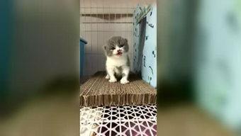 打印五阿哥搞笑
